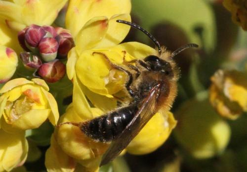 Réf. 204 033 : Andrena sp.